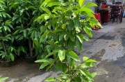白玉兰的开花时间与季节（白玉兰开花时间的影响因素及观赏技巧）