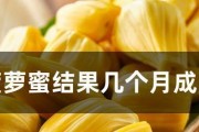 菠萝蜜成熟生长期究竟有多长？（探寻菠萝蜜成熟的奥秘）