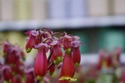 揭秘红花生长周期（从种子到花开，一步步解析）