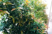 非洲茉莉的干支传说（追寻非洲茉莉的神秘历史与传奇）