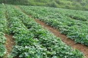 番薯的生长过程及种植方法（探究番薯的种类、栽培技巧及收获时间）