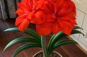 本命年养什么花好：吉祥如意的花卉选择
