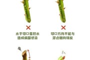 没有开花的玫瑰的修剪技巧（如何修剪没有开花的玫瑰来促进花朵生长和开放）