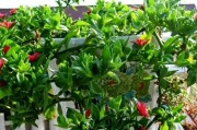 翠锦口红的不开花现象（原因分析及解决方法）