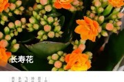 长寿花花语象征与寓意解析（探究长寿花的神秘面纱，了解其蕴含的深刻寓意）