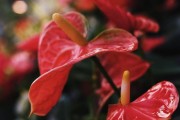 鹅掌木花养护指南（以鹅掌木花怎么养为主题的详细指南）